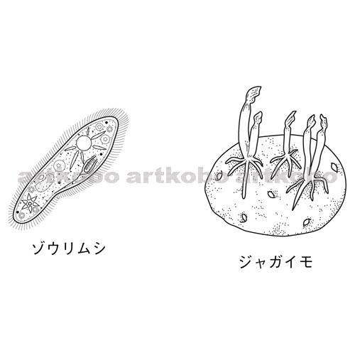 Web教材イラスト図版工房 R C2m ゾウリムシ 4