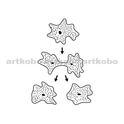 Web教材イラスト図版工房 無性生殖