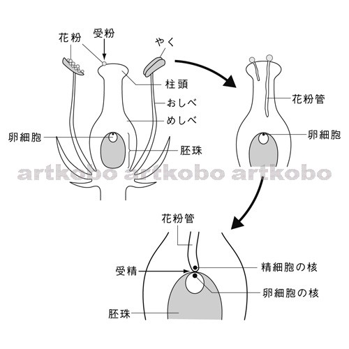 Web教材イラスト図版工房 R C2m 被子植物の受粉と受精 2