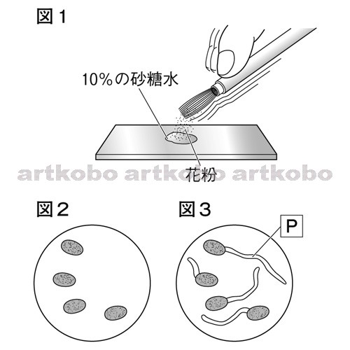 Web教材イラスト図版工房 R C2m 花粉管の伸び方