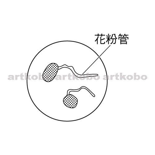 Web教材イラスト図版工房 R C2m ホウセンカの花粉管ののびるようす