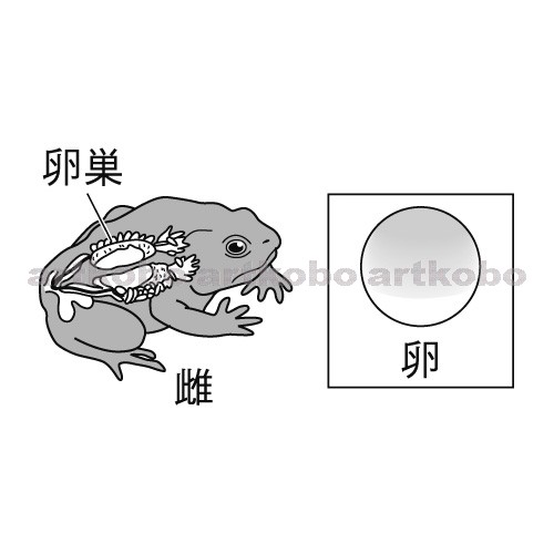 Web教材イラスト図版工房 R C2m カエルの雌と卵巣