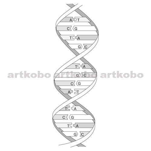 Web教材イラスト図版工房 R C2m Dna デオキシリボ核酸