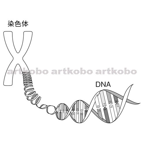 Web教材イラスト図版工房 R C2m Dnaの構造 2