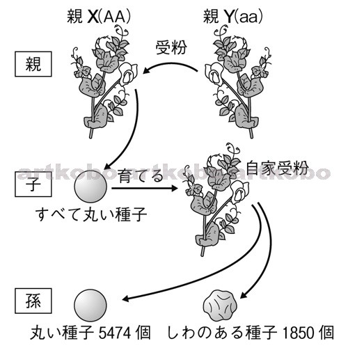 Web教材イラスト図版工房 R C2m エンドウの種子の形の遺伝のしかた 3