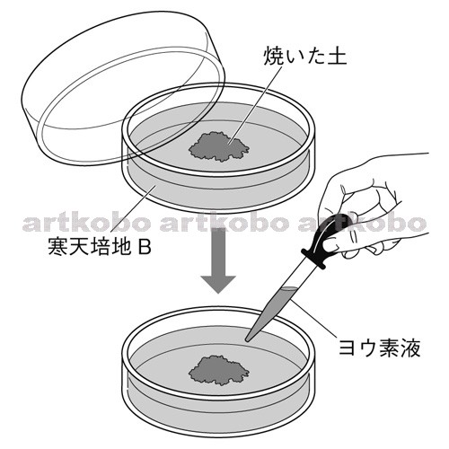 Web教材イラスト図版工房 R C2m 土中の微生物のはたらきを寒天培地で調べる実験 2