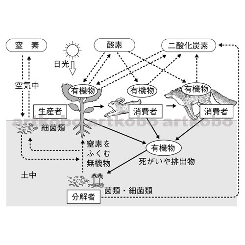 Web教材イラスト図版工房 R C2m 食物連鎖と自然界での物質の循環 2